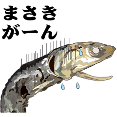 Dried sardine 026