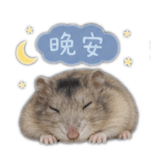 倉鼠日常語