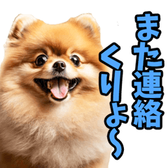 山梨甲州弁☆ポメラニアン
