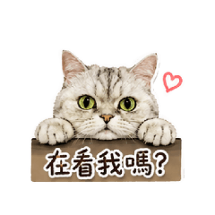 三隻傻貓之多多篇
