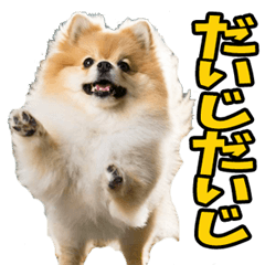 Pomeranians in Tochigi