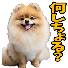 山口弁☆ポメラニアン