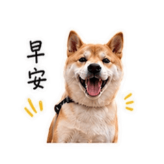Haru可愛日常用語