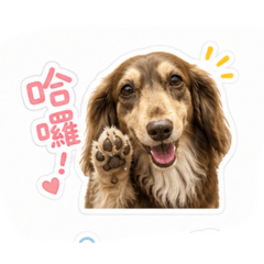 可愛小傻B