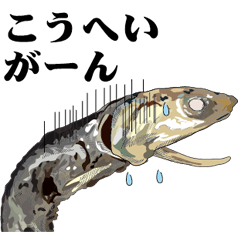 Dried sardine 005