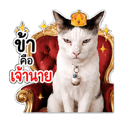 AngpaoTheCat