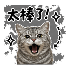 棉棉是隻喵