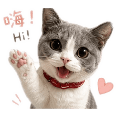 戰鬥陀螺貓貓
