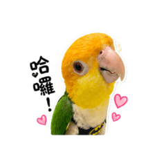 黃頭鸚鵡日常超可愛