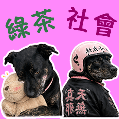 綠茶社會亞米狗
