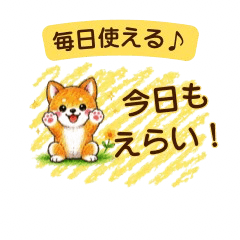 Everyday Emotional Shiba