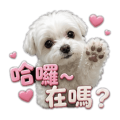 馬爾濟斯～嘟嘟