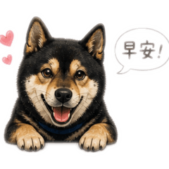 くろしば黑柴是溫暖小太陽