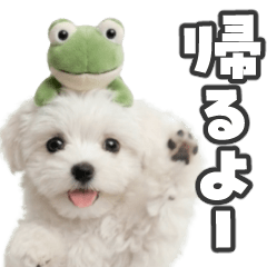 動く！ふわもこマルチーズ