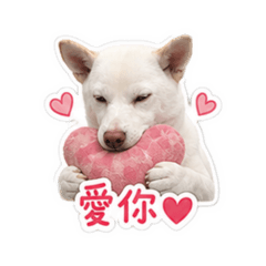 豆包本包