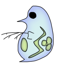 One word Creatures (Daphnia)