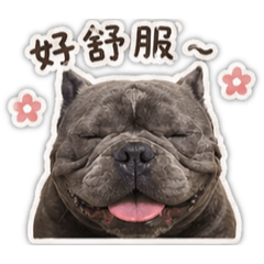 家有ㄓ惡霸