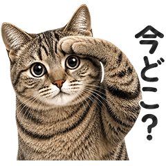 Caring Brown Tabby Cat Messages