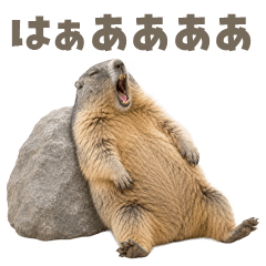 だいたい叫んでるマーモット
