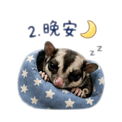 蜜袋鼯：白白與黑嚕嚕