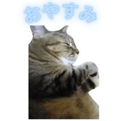 Everyday  Beloved Cat Life