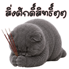 chubby grey cat !!!