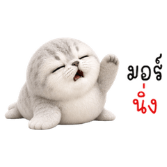 Cute Seal! The Cool One
