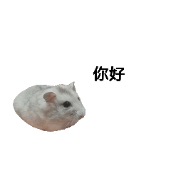 cut hamster