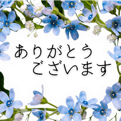 Elegant Blue Star Flowers: ...