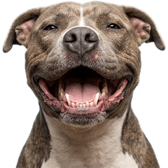 BIG! Pitbull live action