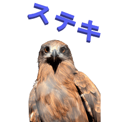 Familiar birds praise-BIG