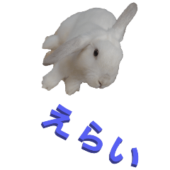 Rabbit praise-BIG