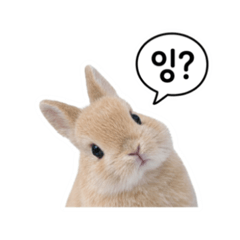 Tiny Bunny Feelings