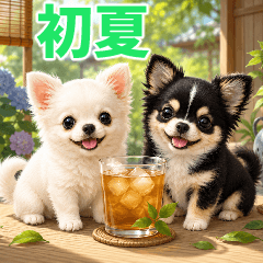 Early Summer Chihuahua