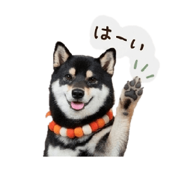 KURO_SHIBA.BLACK_SHIBAINU