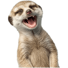 BIG! Baby meerkat live action