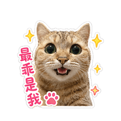 張阿皮的撒嬌
