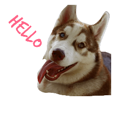 little dog chalee