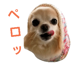 long coat Chihuahua stamps