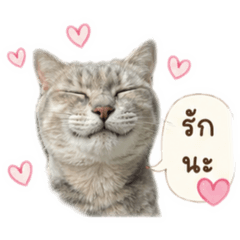 Nutcha.z_20260428194850