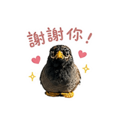 阿皮❤️
