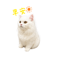 茉茉的日常問候