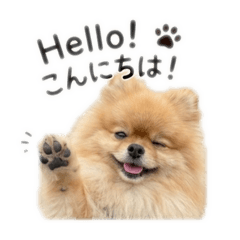 Lion_20260523051507