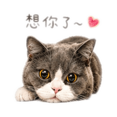 藍白英短賣萌日記