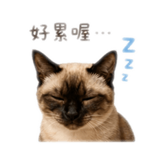 米漿的賣萌日常