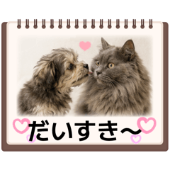 Blue Tabby Cat_20260523095451