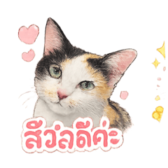 Cat jooju_20260428201916