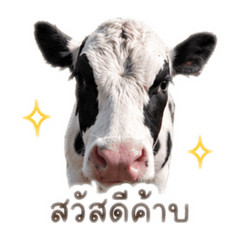 Sortor_20260428202927