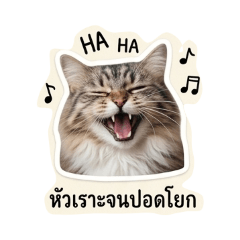 Cute cat_Family