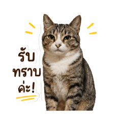 tiger_20260428210155